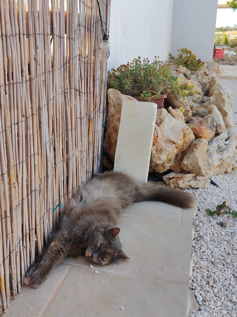 Gatto della masseria a riposo all'ombra