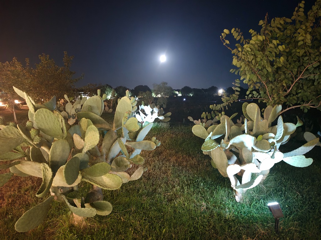 Fichi d india sotto la luna nel giardino salentino