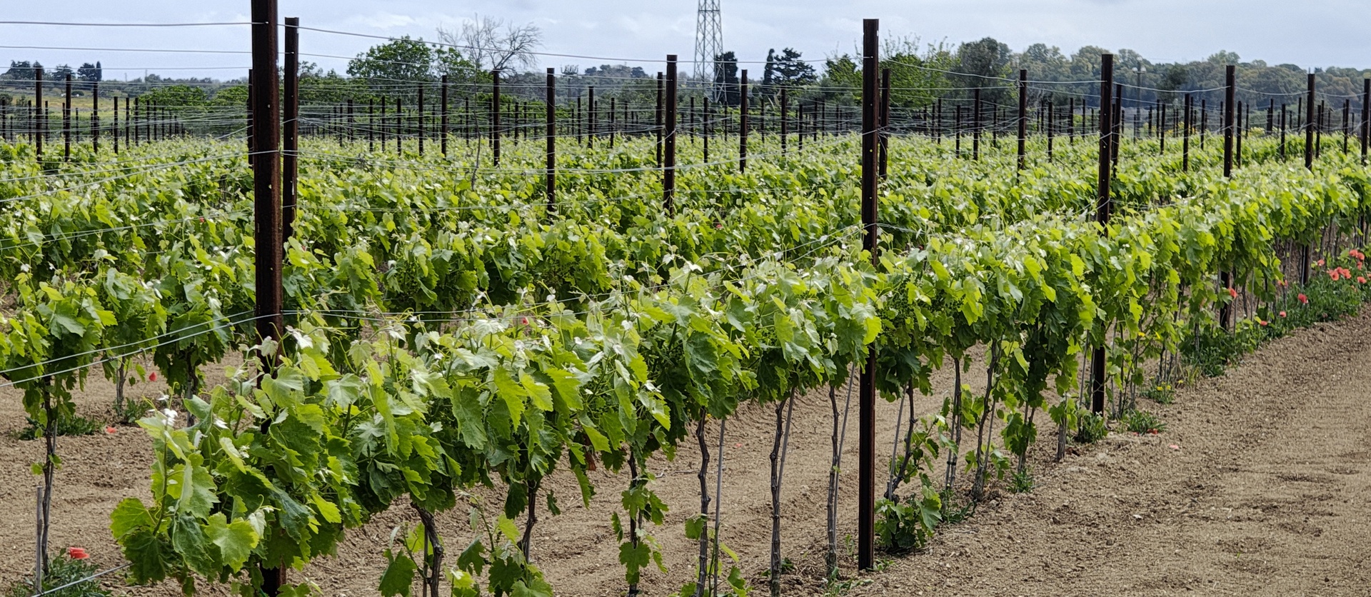 Vigneto della Tenuta Sofia con filari di uva al sole